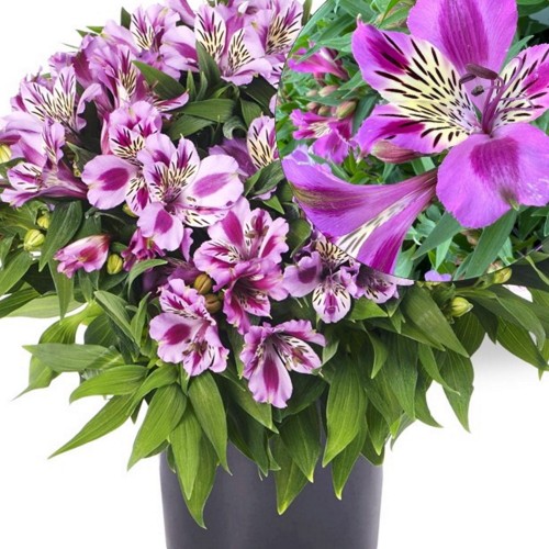 Alstromeria COLORITA 'Mulan' - Inkaliilia COLORITA 'Mulan'